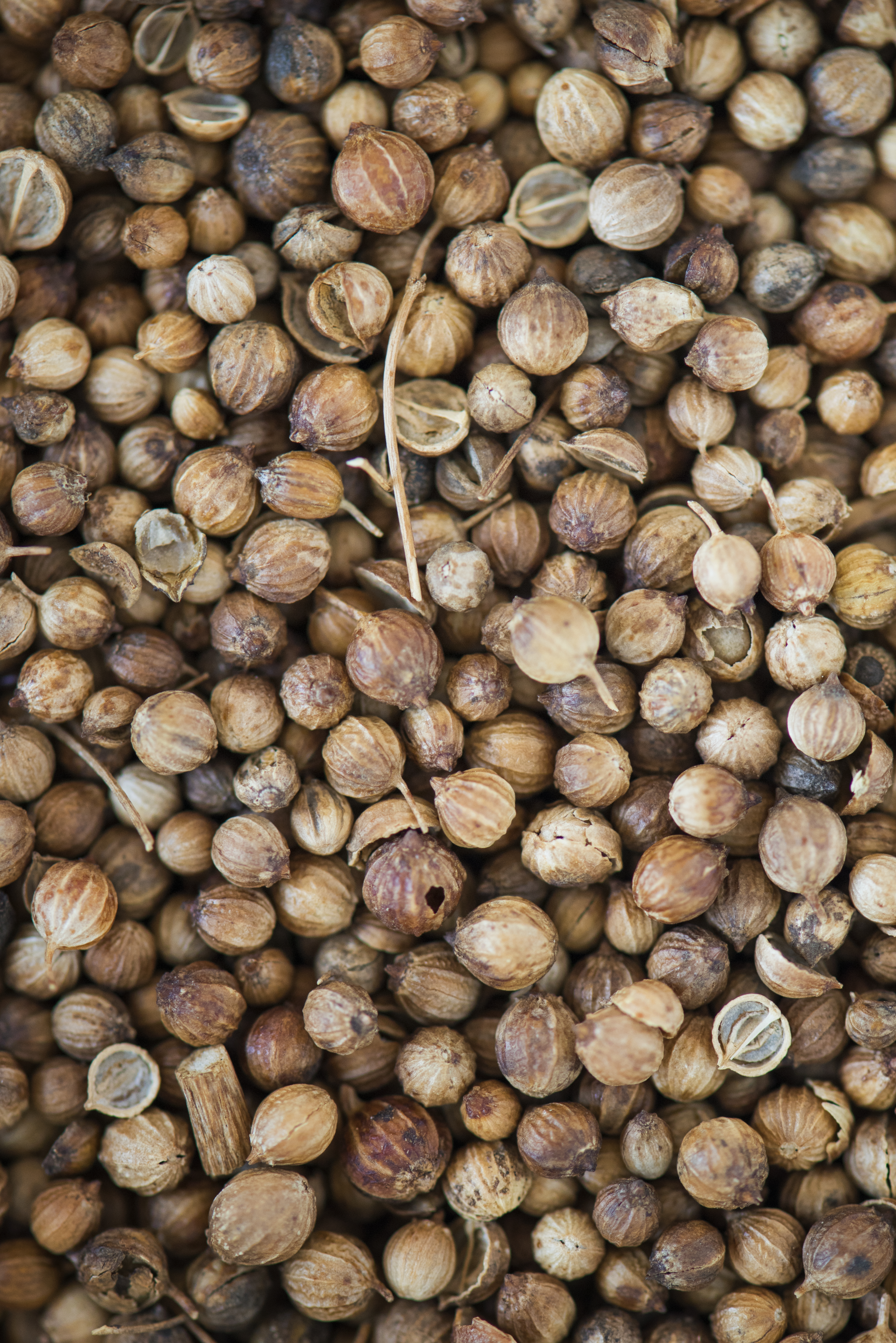 Coriander