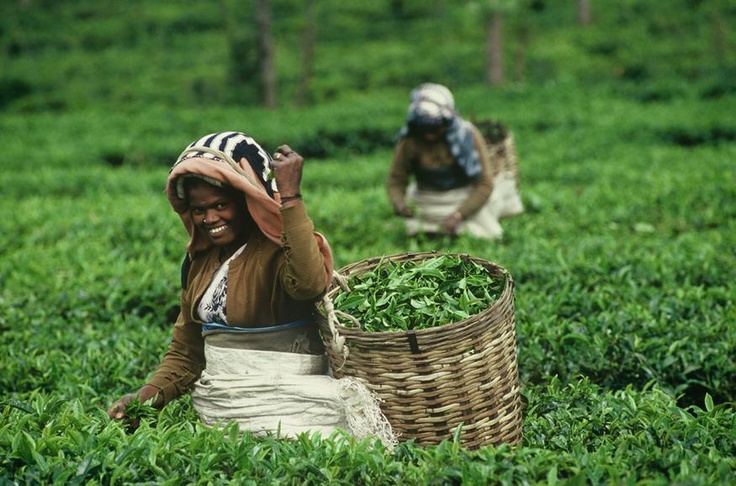 Harvesting